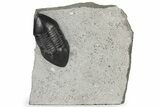 Inflated Isotelus Trilobite - Walcott-Rust Quarry, NY #231916-3